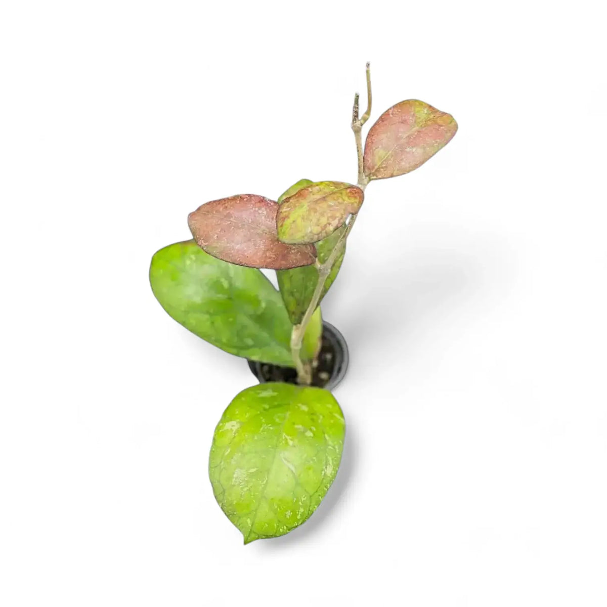 Hoya 'Larisa' Zimmerpflanze im Anzuchttopf vor weißem Hintergrund, Produktfoto 5.