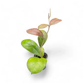 Hoya 'Larisa' Zimmerpflanze im Anzuchttopf vor weißem Hintergrund, Produktfoto 6.