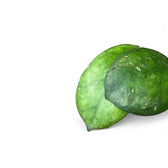 Hoya 'Larisa' Zimmerpflanze im Anzuchttopf vor weißem Hintergrund, Produktfoto 7.