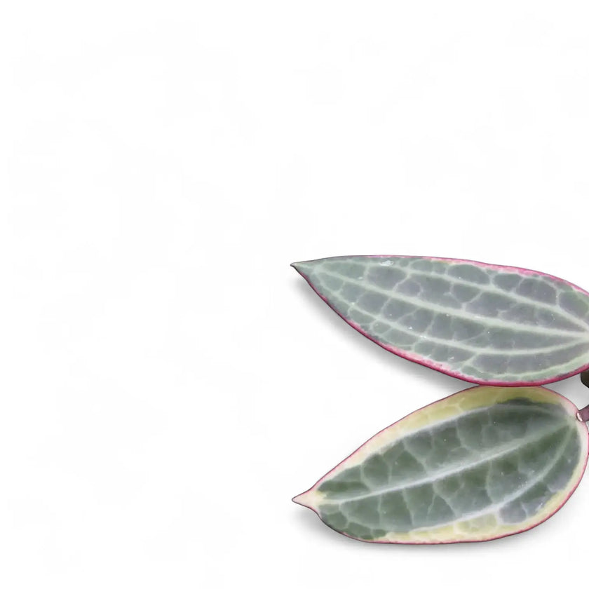Hoya latifolia 'Albomarginata' close-up of leaf on white background.