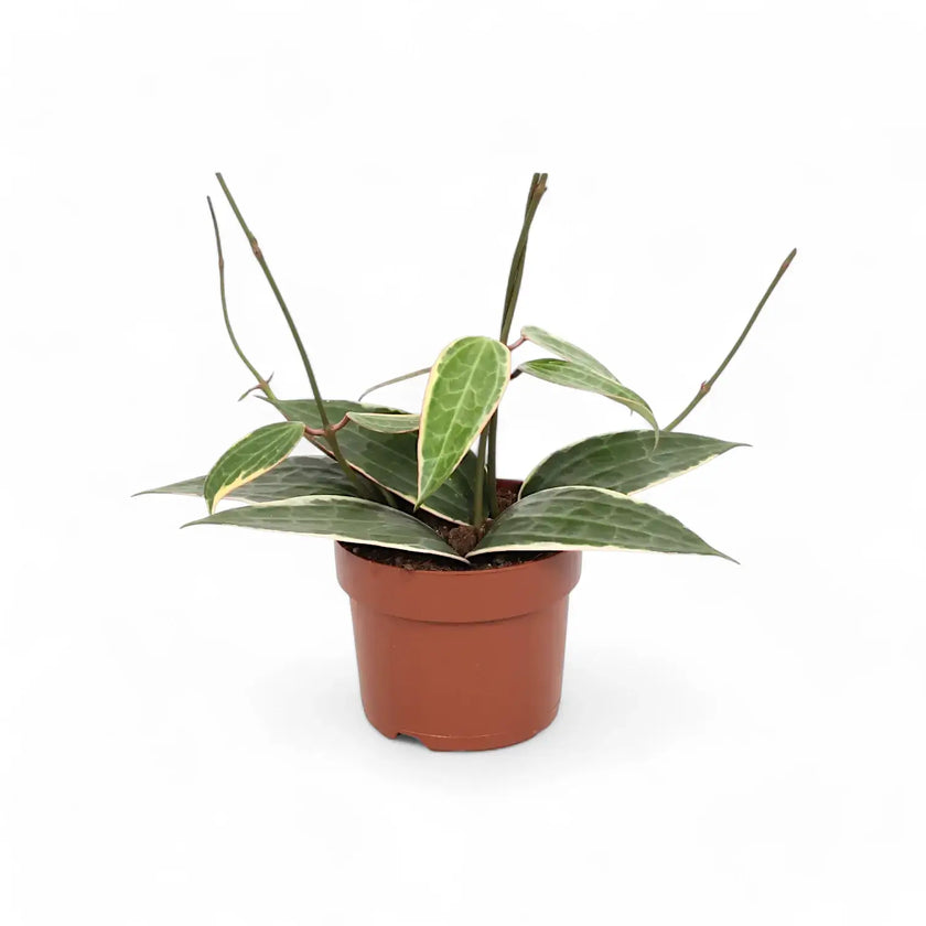 Hoya latifolia 'Albomarginata' potted plant in nursery pot on white background.