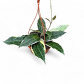 Hoya latifolia 'Albomarginata' potted plant in nursery pot on white background.