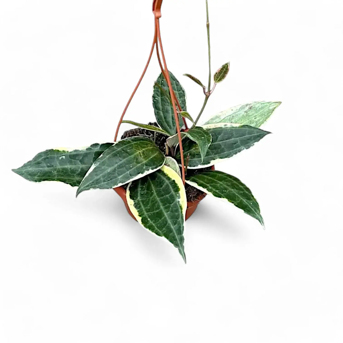 Hoya latifolia 'Albomarginata' potted plant in nursery pot on white background.