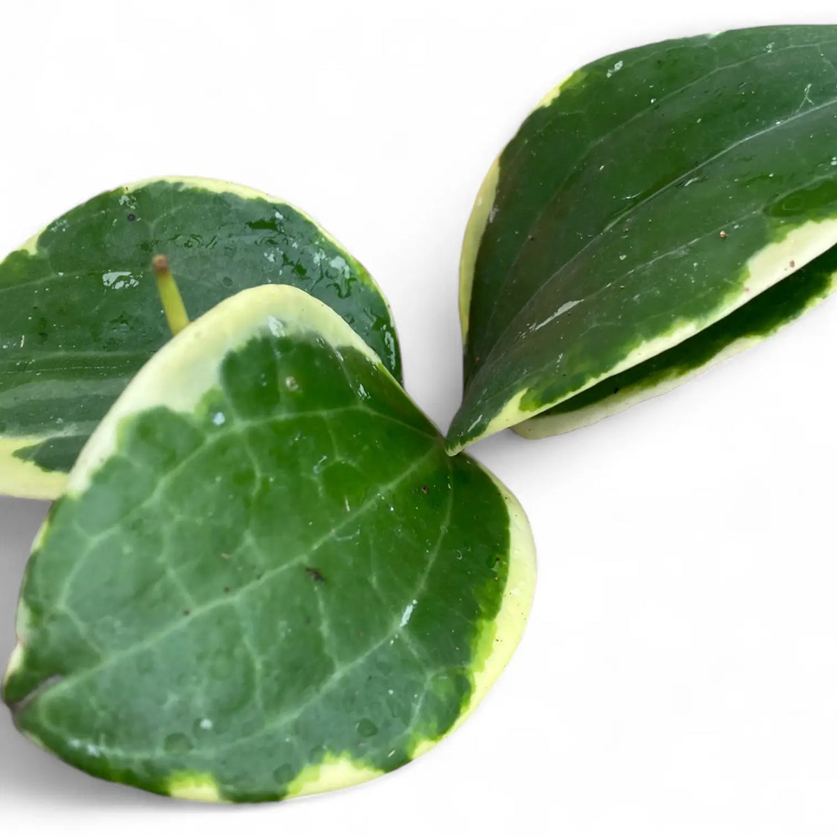 Hoya latifolia 'Albomarginata Round Leaf' leaf close-up on white background.