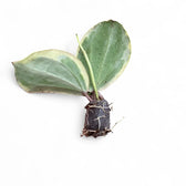 Hoya latifolia 'Albomarginata Round Leaf' potted plant in nursery pot on white background.