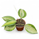 Hoya latifolia 'Blumentopf of Gold' Zimmerpflanze im Anzuchttopf vor weißem Hintergrund, Produktfoto 5.