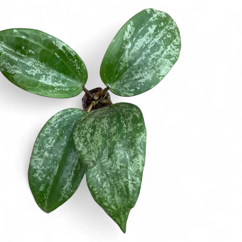 Hoya latifolia 'Silver' potted plant in nursery pot on white background.