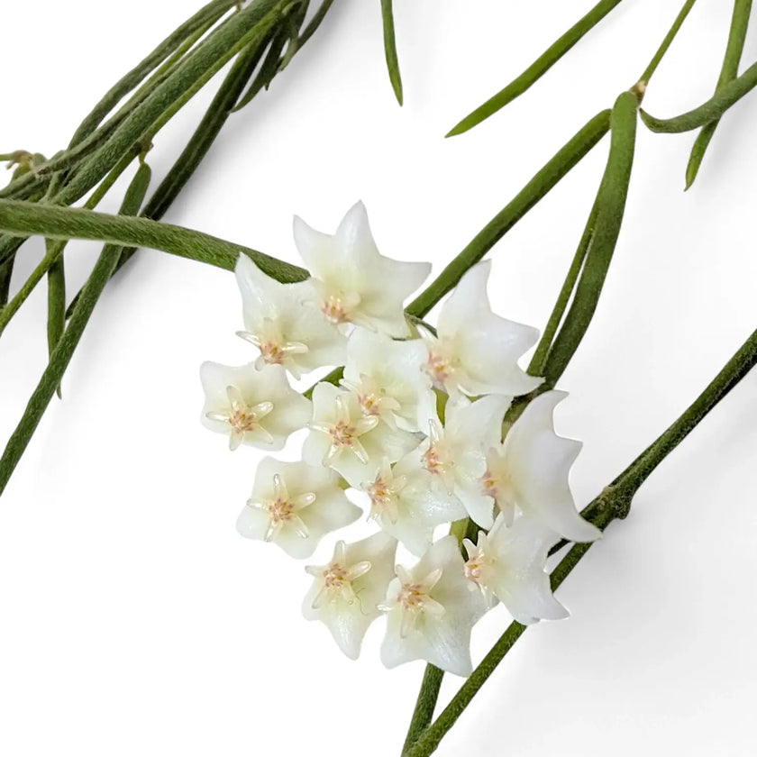 Hoya linearis leaf detail on white background.