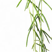 Hoya linearis potted plant in nursery pot on white background.