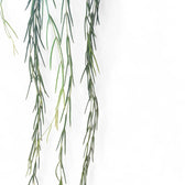 Hoya linearis potted plant in nursery pot on white background.