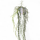 Hoya linearis potted plant in nursery pot on white background.