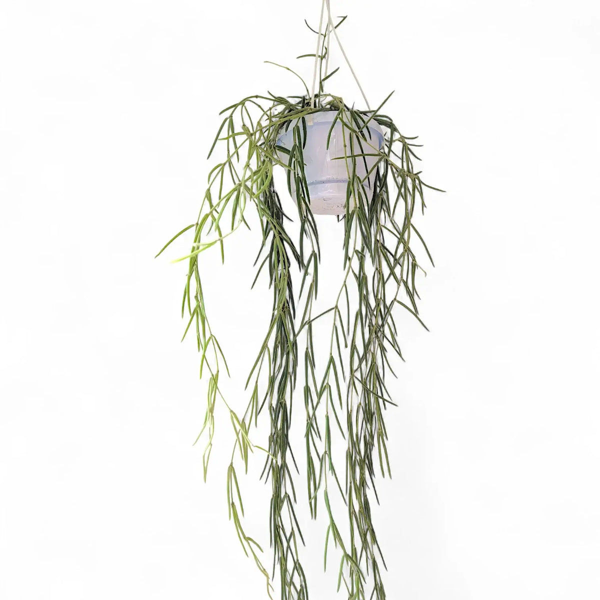 Hoya linearis potted plant in nursery pot on white background.
