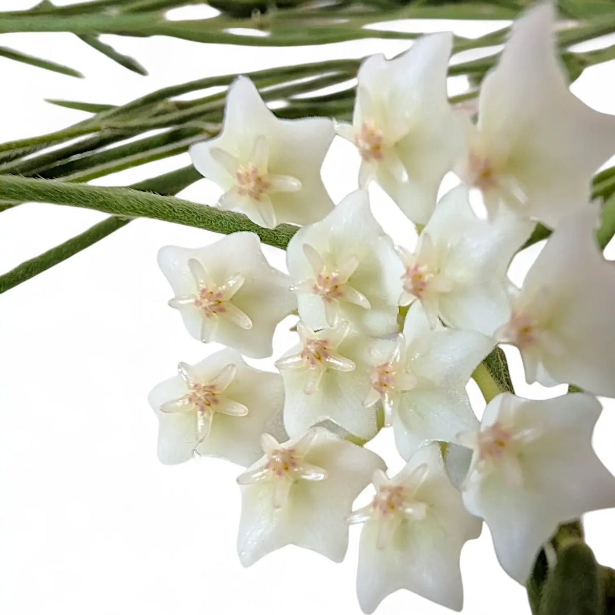 Hoya linearis potted plant in nursery pot on white background.