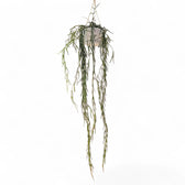 Hoya linearis potted plant in nursery pot on white background.