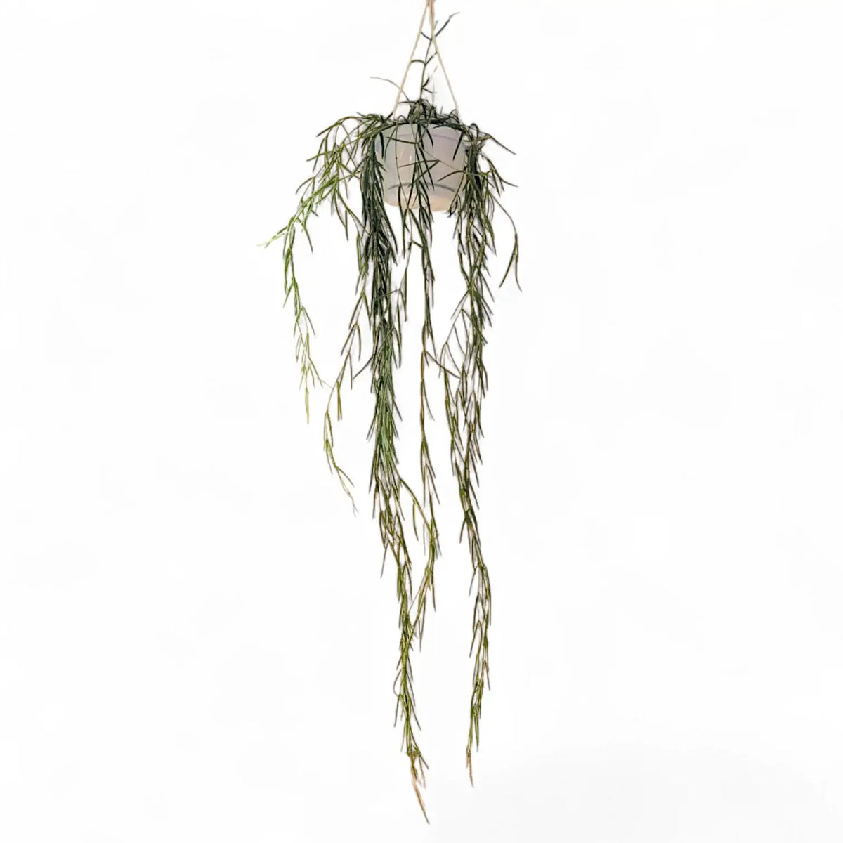 Hoya linearis potted plant in nursery pot on white background.