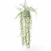 Hoya linearis potted plant in nursery pot on white background.