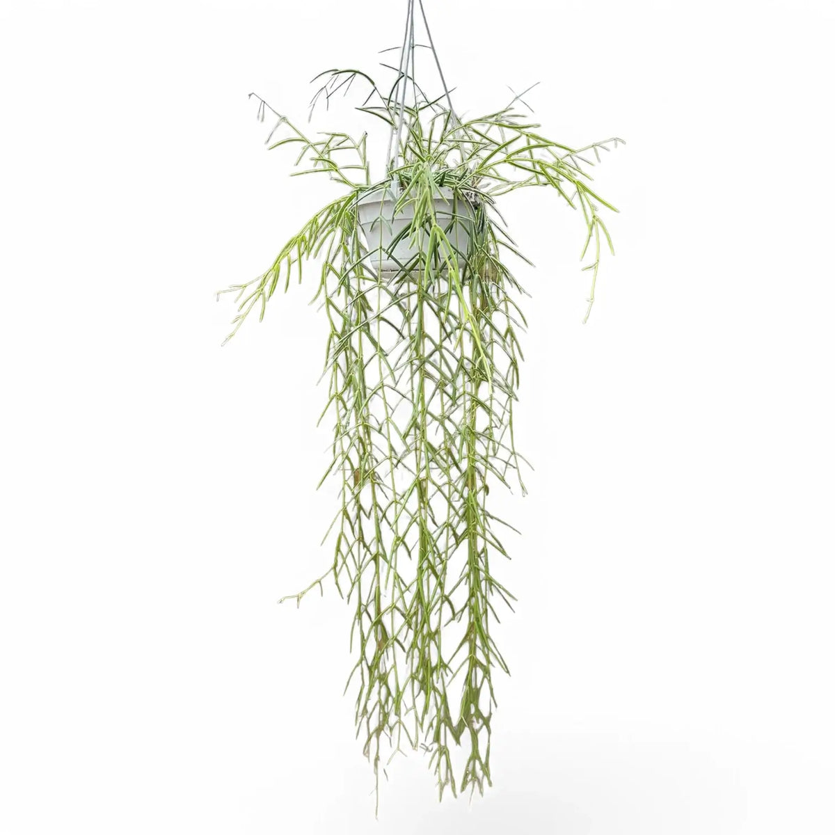 Hoya linearis potted plant in nursery pot on white background.