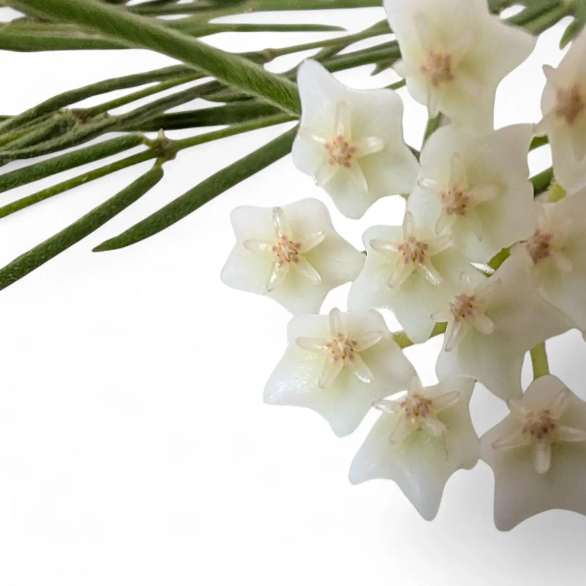 Hoya linearis potted plant in nursery pot on white background.