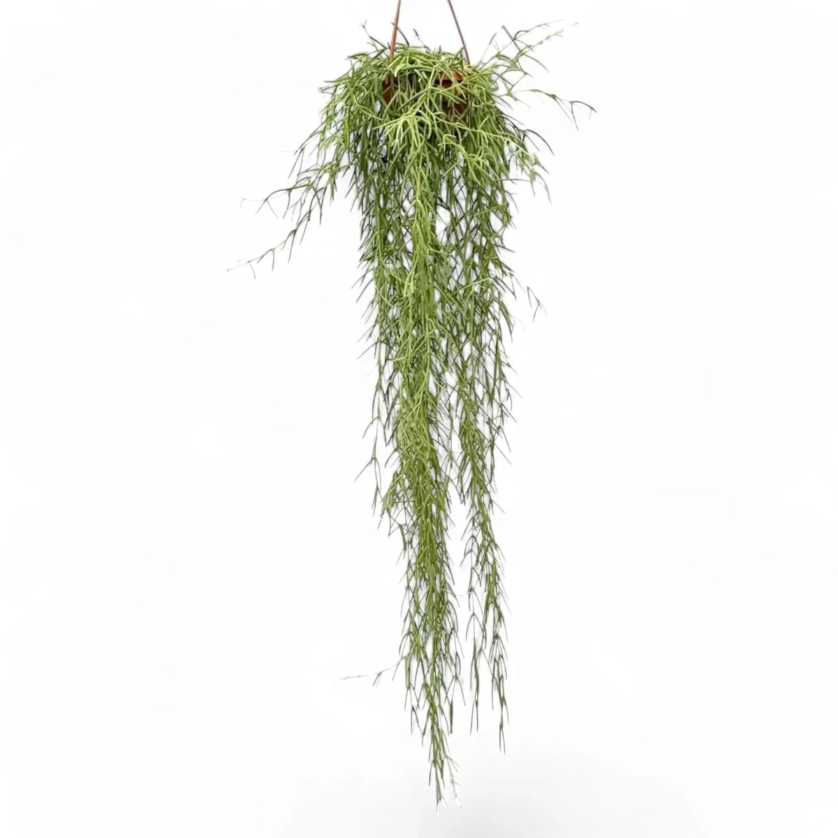 Hoya linearis potted plant in nursery pot on white background.