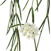 Hoya linearis potted plant in nursery pot on white background.