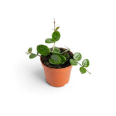 Young Hoya 'Mathilde' with several round leaves and a vine growing beyond the pot
