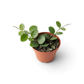 Young Hoya 'Mathilde' viewed from above with rounded leaves spreading around the pot