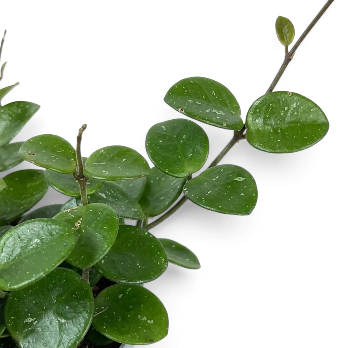 Close-up of Hoya 'Mathilde' vines with thick round leaves and fine silver flecks