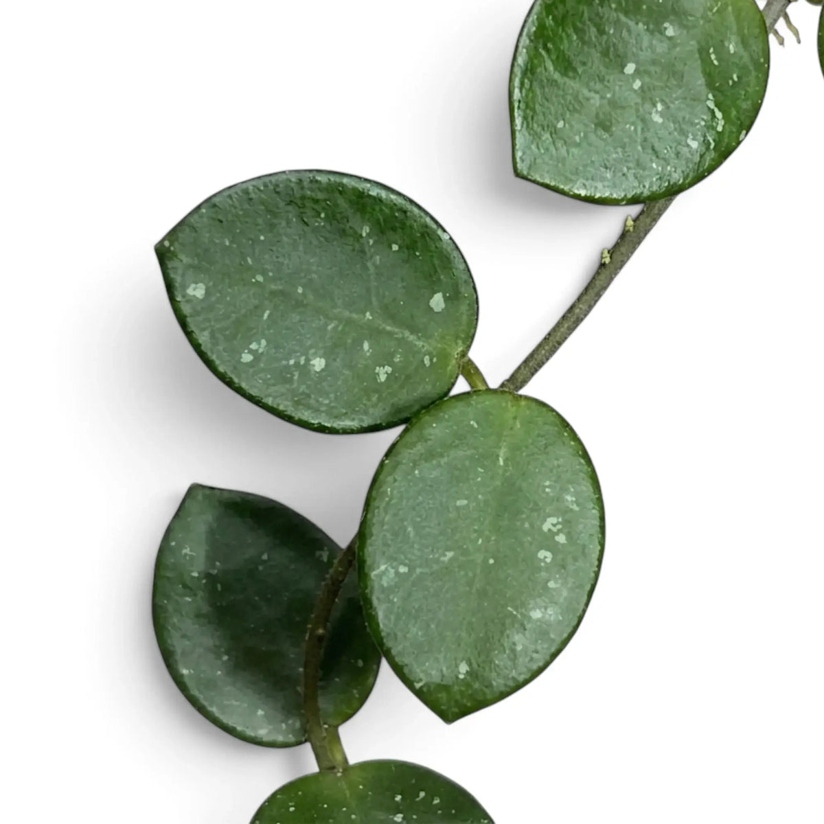 Macro view of Hoya 'Mathilde' leaves showing their round shape and silver splash