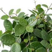 Dense Hoya 'Mathilde' foliage with branching vines and round silver-speckled leaves