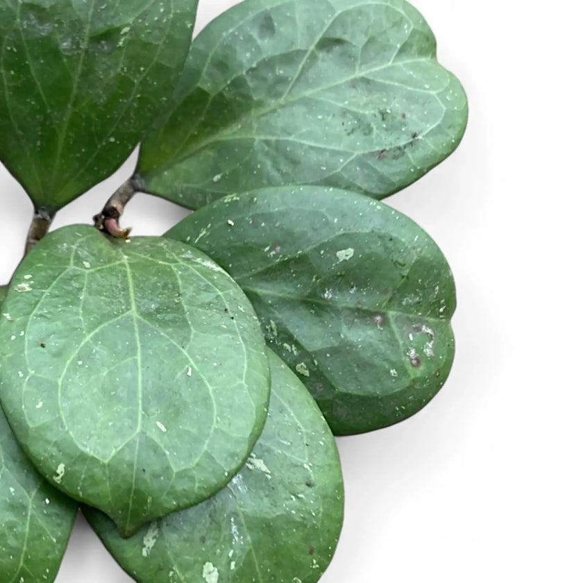 Hoya 'Michele' (MB1255) close-up of leaf on white background.