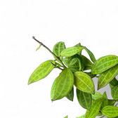 Hoya 'Microdwarf' (NS12-323) leaf detail on white background.