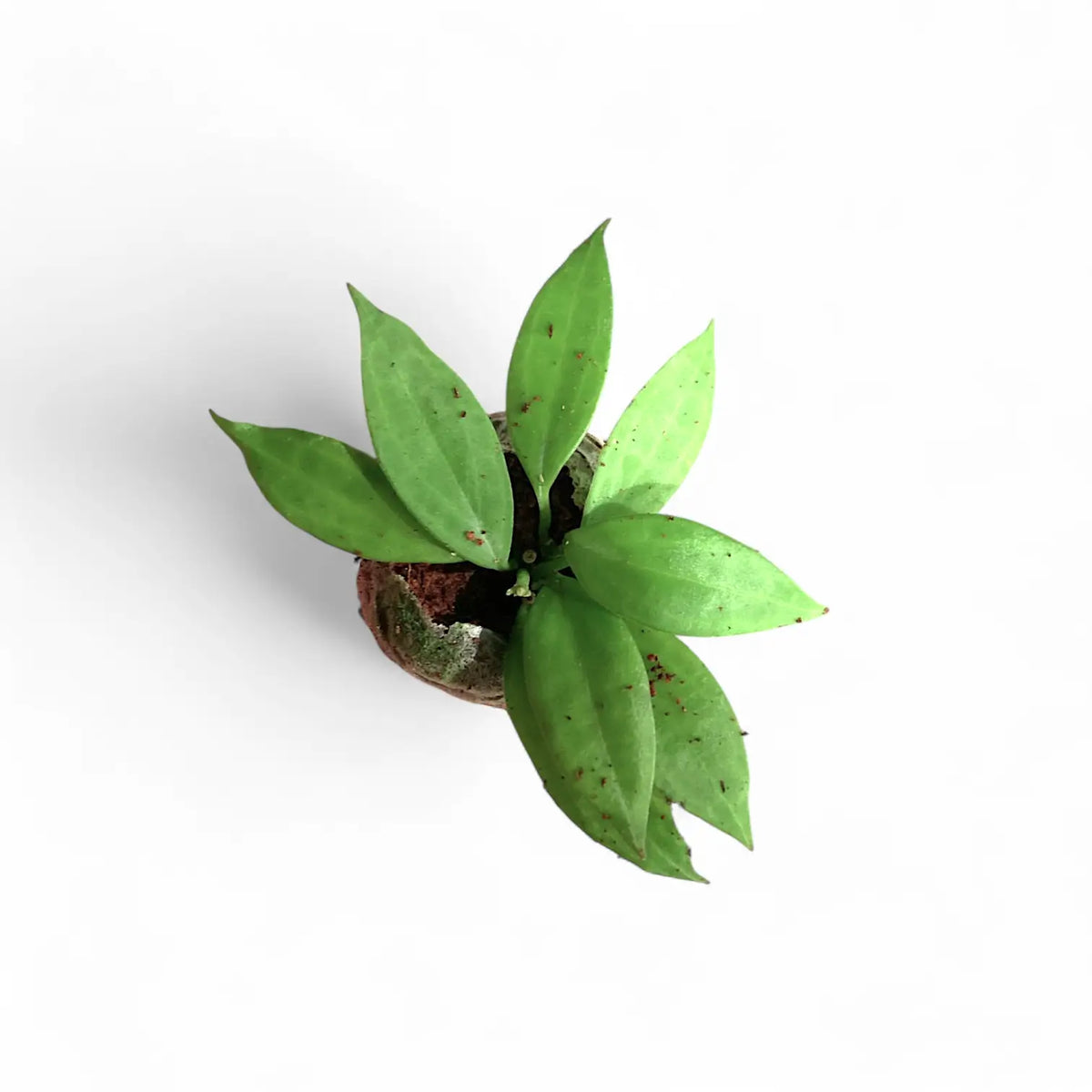 Hoya 'Microdwarf' (NS12-323) potted plant in nursery pot on white background.
