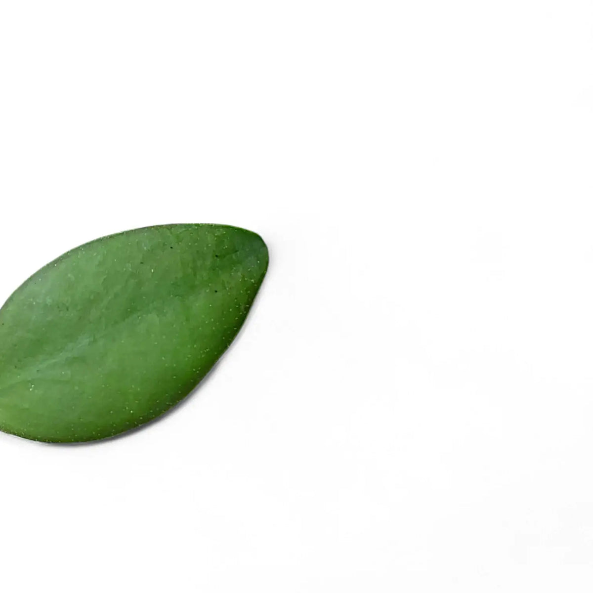 Hoya minahassae leaf close-up on white background.