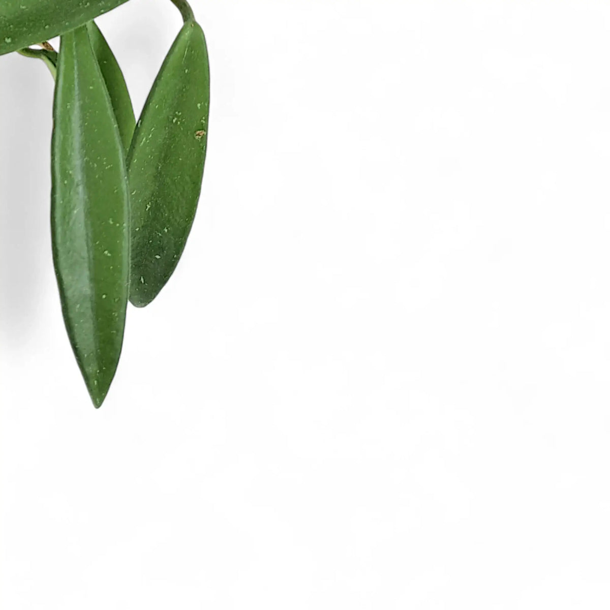 Hoya ‘Minibelle’ – Blattdetail vor weißem Hintergrund..