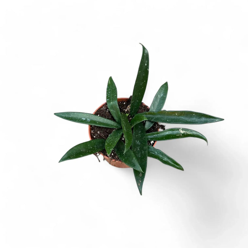 Hoya ‘Minibelle’ potted plant in nursery pot on white background.