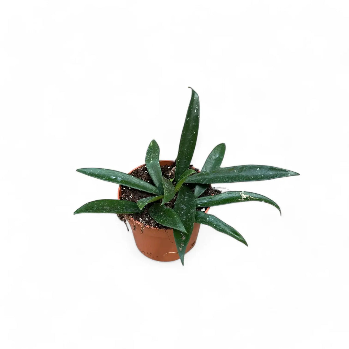 Hoya ‘Minibelle’ Zimmerpflanze im Anzuchttopf vor weißem Hintergrund, Produktfoto 3.