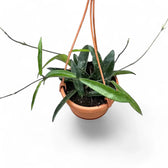 Hoya ‘Minibelle’ Zimmerpflanze im Anzuchttopf vor weißem Hintergrund, Produktfoto 4.