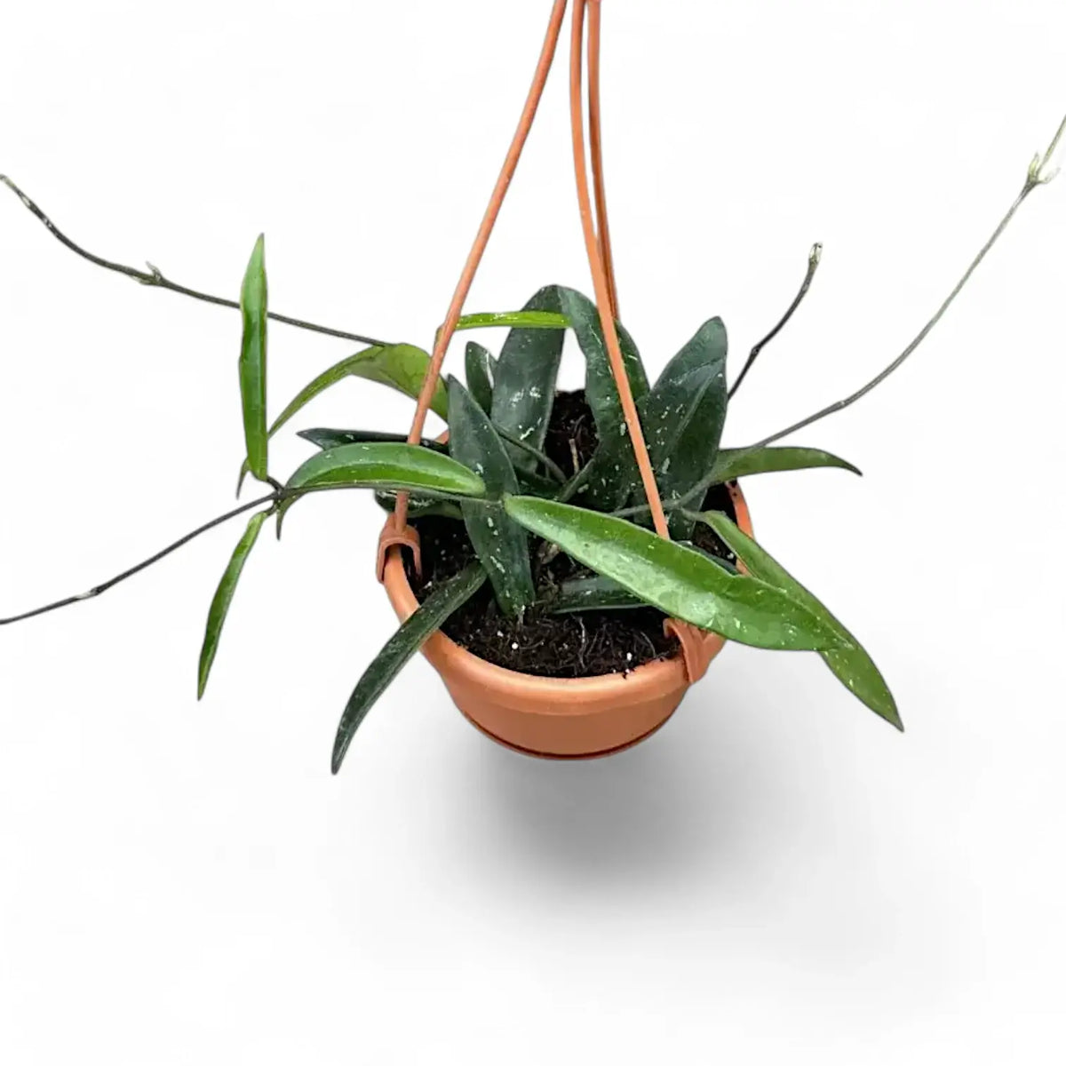 Hoya ‘Minibelle’ Zimmerpflanze im Anzuchttopf vor weißem Hintergrund, Produktfoto 4.