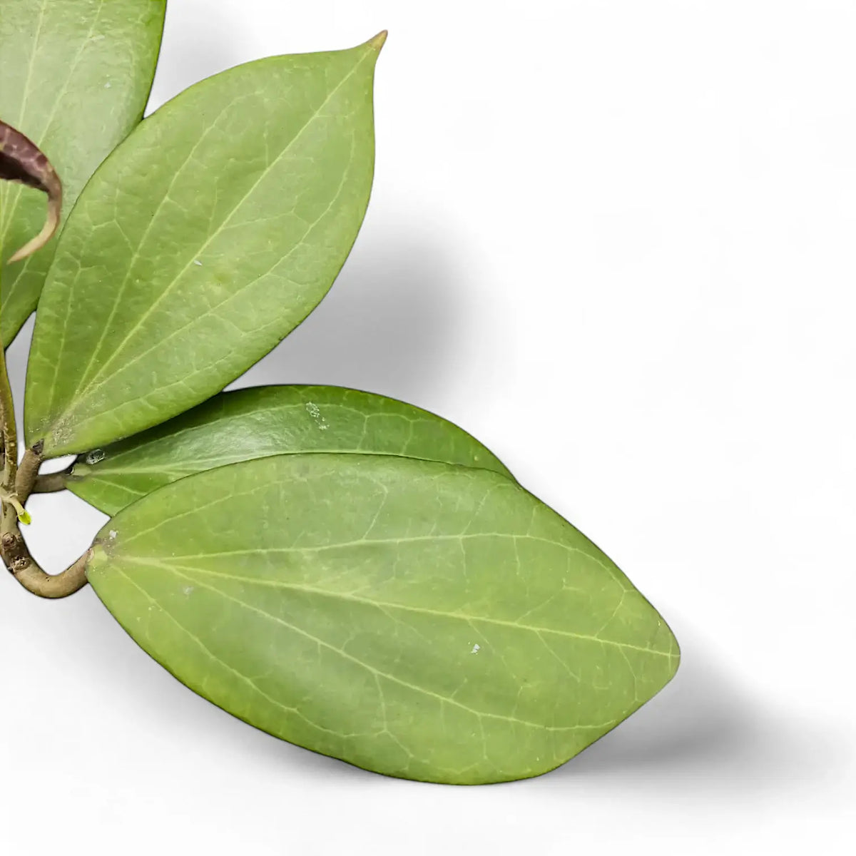 Hoya nicholsoniae – Blattdetail vor weißem Hintergrund..