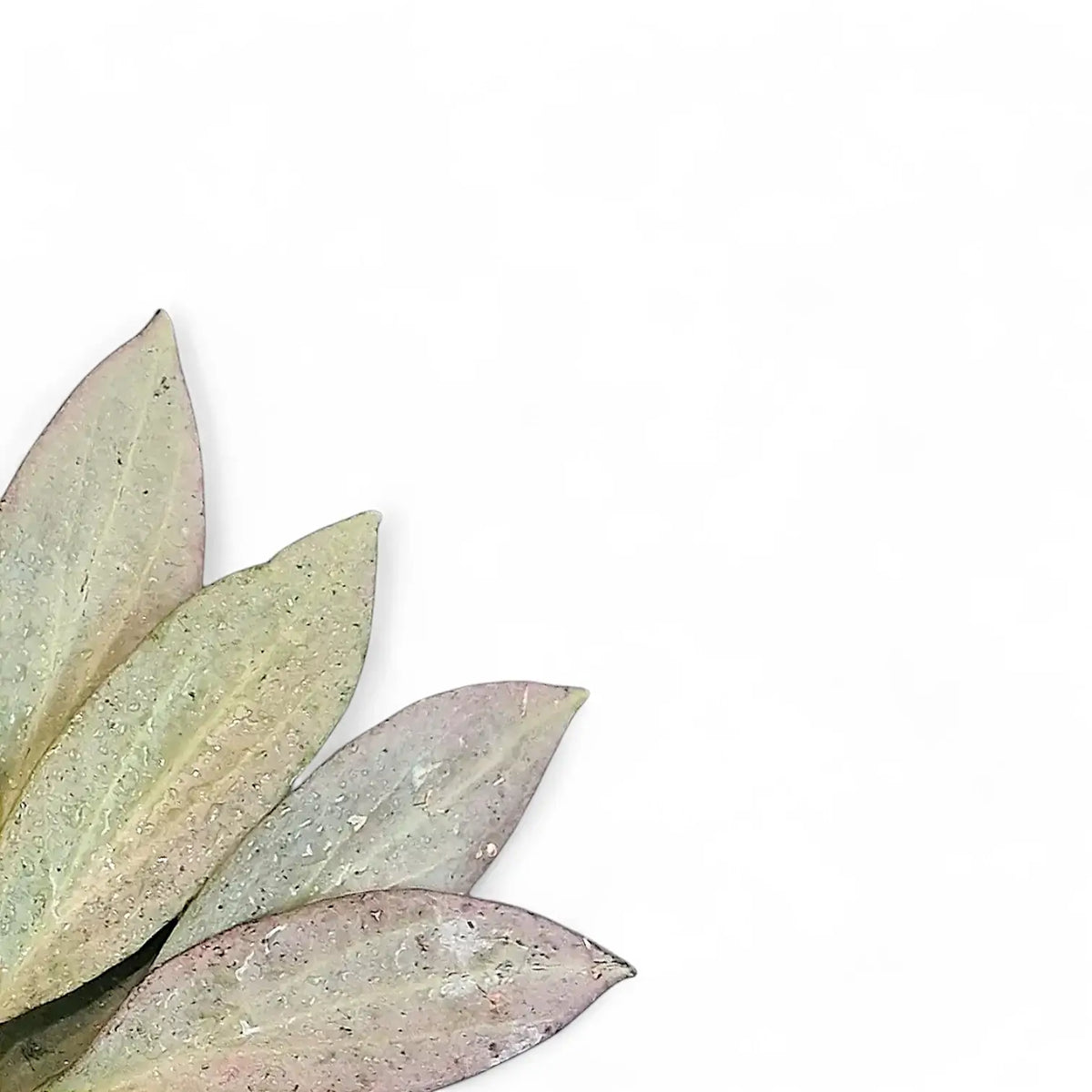 Hoya nicholsoniae 'New Guinea Ghost' leaf close-up on white background.