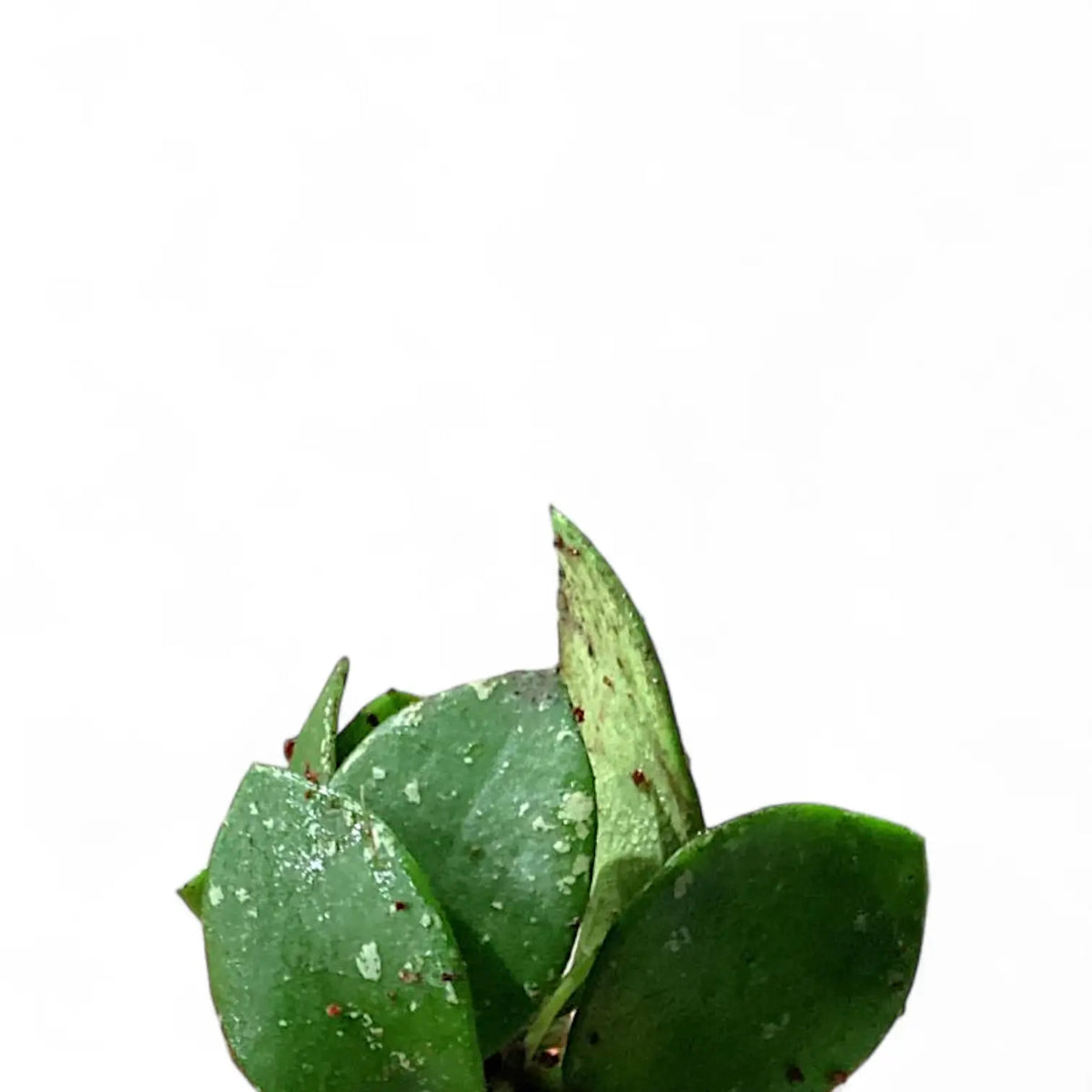 Hoya NO ID ‘Small Round Leaf’ – Blattdetail vor weißem Hintergrund..