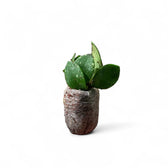 Hoya NO ID ‘Small Round Leaf’ Zimmerpflanze im Anzuchttopf vor weißem Hintergrund, Produktfoto 2.