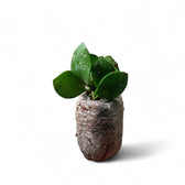 Hoya NO ID ‘Small Round Leaf’ Zimmerpflanze im Anzuchttopf vor weißem Hintergrund, Produktfoto 3.