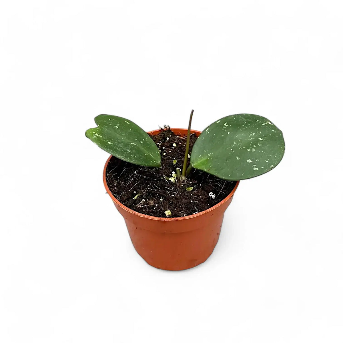 Hoya obovata potted plant in nursery pot on white background.