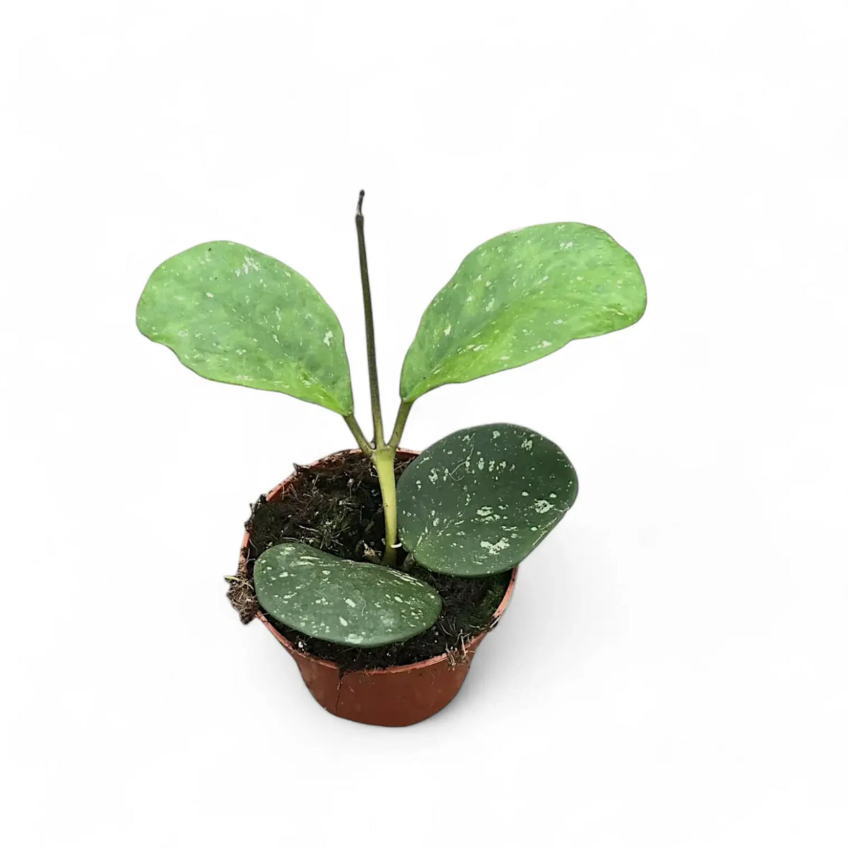 Hoya obovata potted plant in nursery pot on white background.