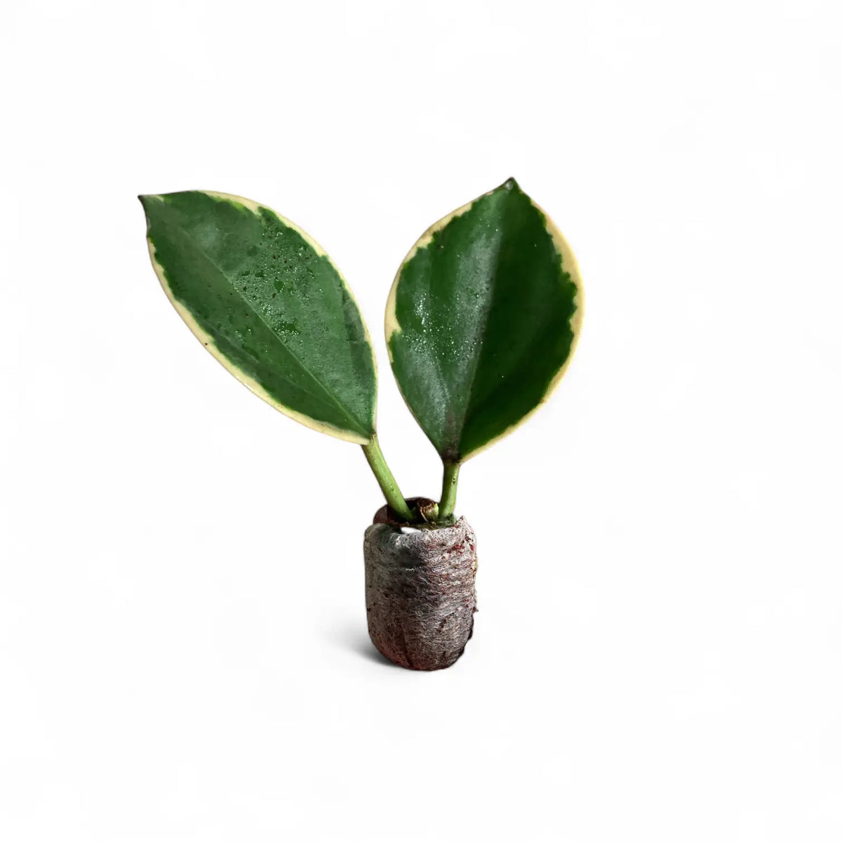 Hoya pachyclada 'New Moon' potted plant in nursery pot on white background.