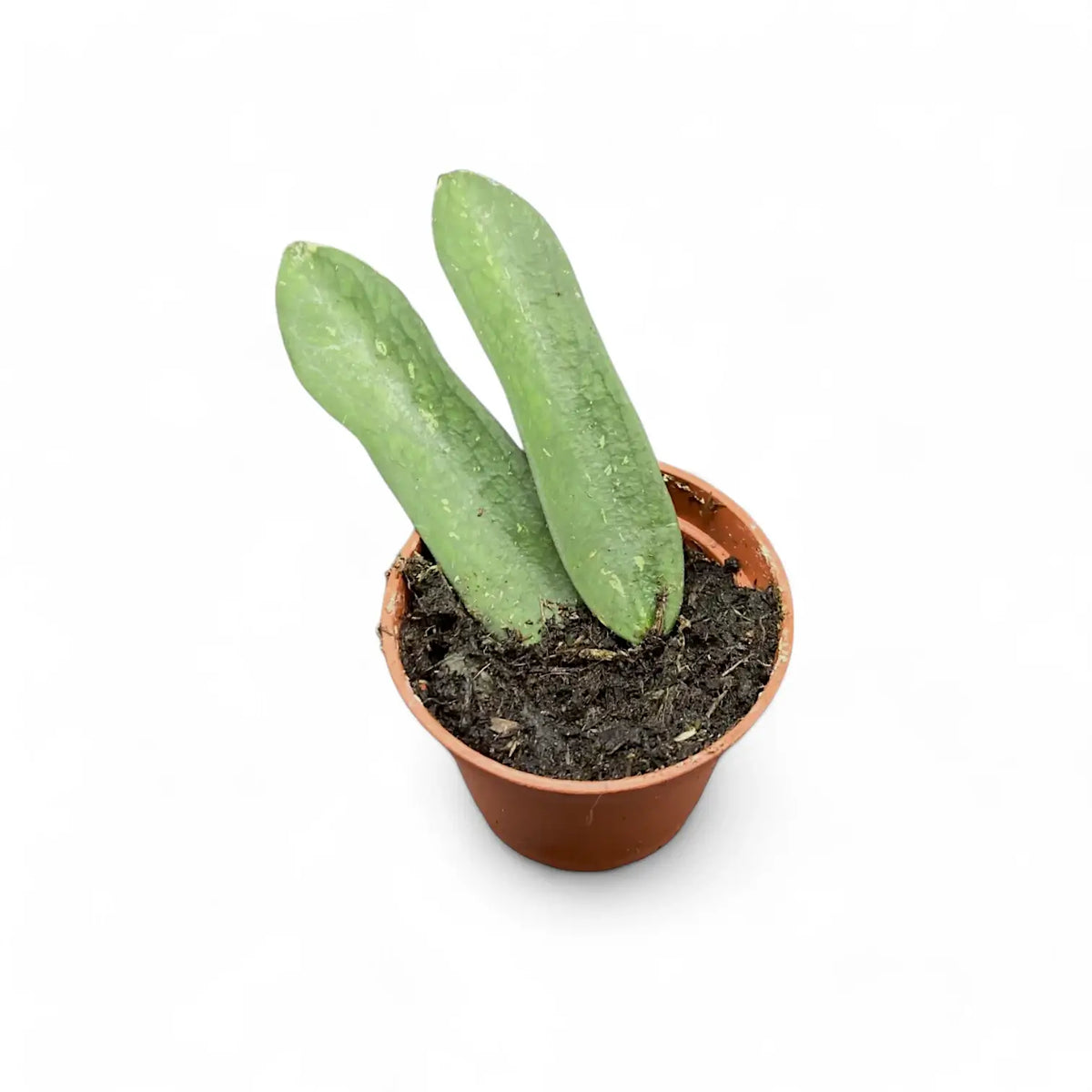 Hoya pundurata sp. Vietnam Zimmerpflanze im Anzuchttopf vor weißem Hintergrund, Produktfoto 2.