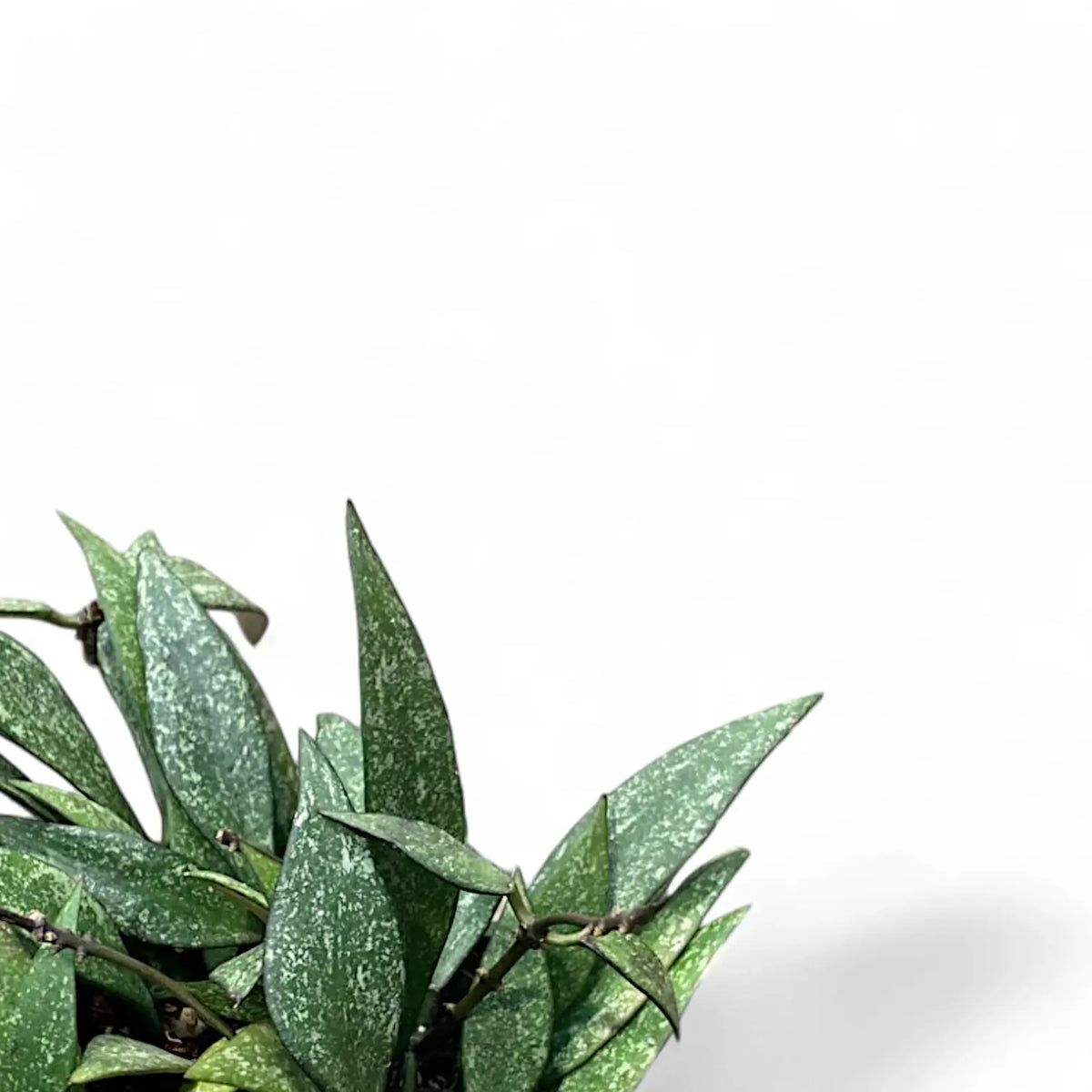 Hoya parviflora 'Splash' leaf detail on white background.