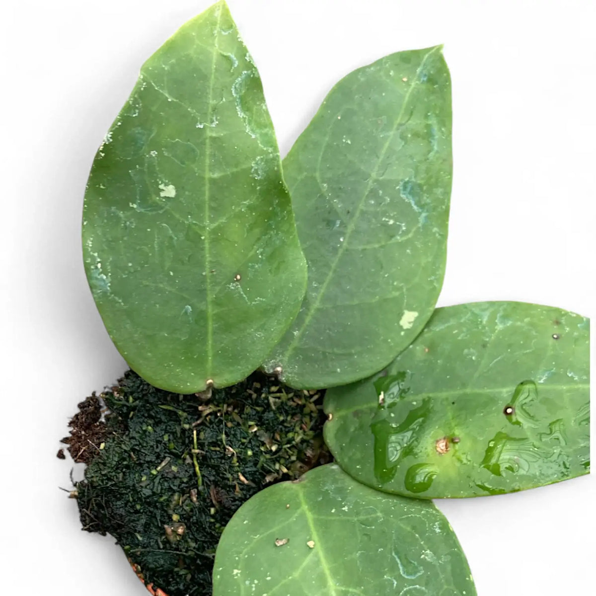Hoya ‘Patricia’ Zimmerpflanze im Anzuchttopf vor weißem Hintergrund, Produktfoto 3.