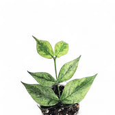 Hoya polyneura 'Splash' potted plant in nursery pot on white background.